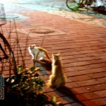 [dailyshia]06-0711 (Week 5)