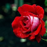 11443977474_81eeaeed4a_b-2126667907 (Historical Analysis of “A Rose for Emily,” by William Faulkner )